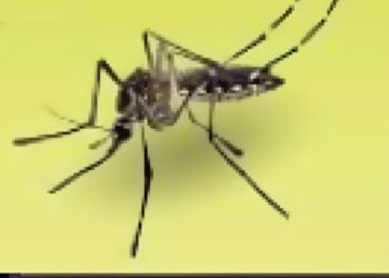 West Nile Virus Death