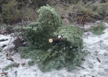 Taking Action Against Unauthorized Christmas Tree Cutting in Lake Tahoe Basin