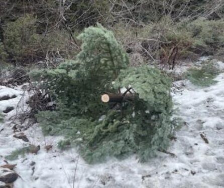 Taking Action Against Unauthorized Christmas Tree Cutting in Lake Tahoe Basin