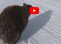 Bear on Heavenly Ski Run