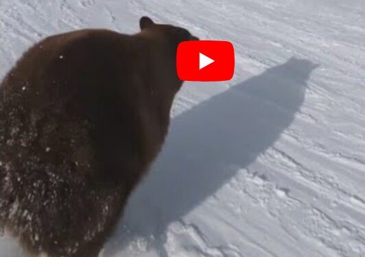 Bear on Heavenly Ski Run