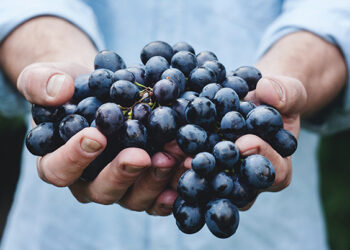 El Dorado County’s Acclaimed Vineyards