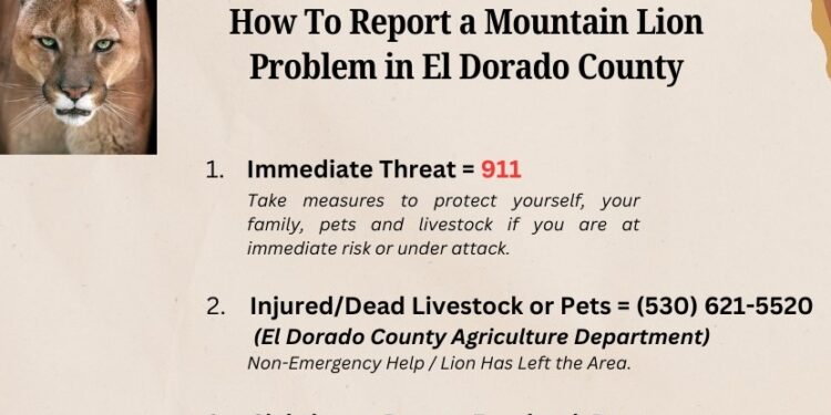 New Protocols for Reporting Mountain Lion Encounters in El Dorado County