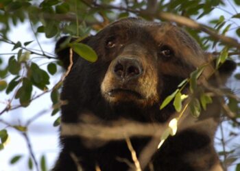 No Charges for Tahoe Homeowner in Bear Cub Shooting