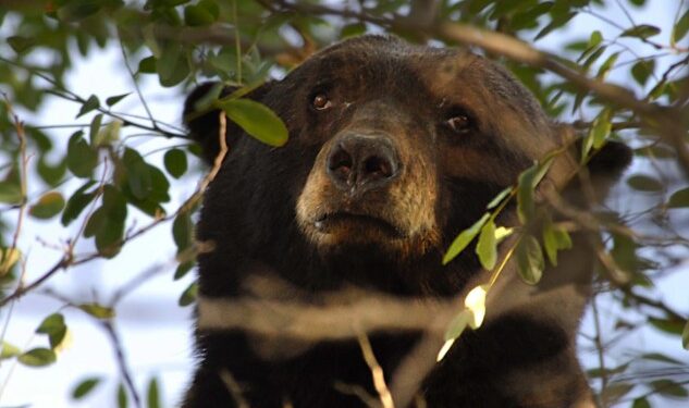No Charges for Tahoe Homeowner in Bear Cub Shooting